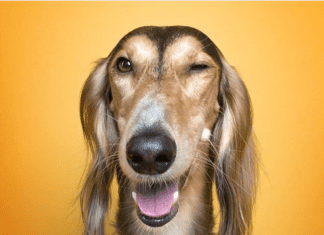 These Portraits Show Human-Like Personalities Dogs Have