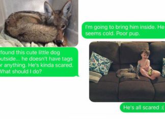 Husband Freaks Out When Wife Texts Photos Of Their New “Adopted Coyote”