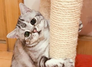 Luhu is The Saddest Cat in the World and You’ll Just Want to Hug Her