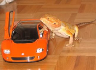 15+ Times People Accidentally Googled the Wrong Thing, and the Results Were Hilarious