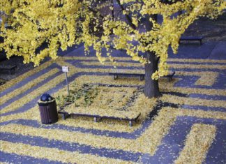 Sacrament State University Staff Creates Amazing Patterns Using Leaves