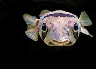 3 Fish You’ll Never Want to Eat Again