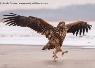 These Are Some Of The Best Candidates For the Comedy Wildlife Photo Awards 2018