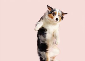 Photographer Captures Dogs as They… Fly!