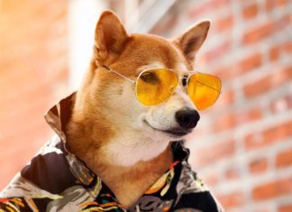 Bodhi (Menswear Dog) is the Most Stylish Dog in the World