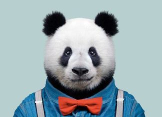 Photographer Creates Portraits of Animals Dressed like Humans