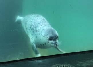 Sea Seal’s Reaction When Meeting a Butterfly