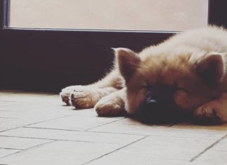 This Dog Loves to ‘Tippy Tap’