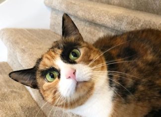 Do You Think Lilly the Cat Looks Like Cara Delevingne?