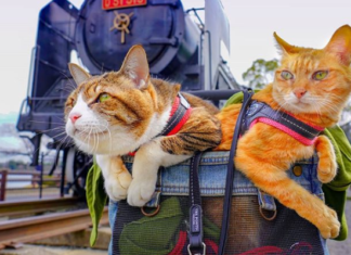 Cat Owner Travels Across Japan with His Two Kitties