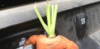 The Insta Account With Ugly Fruit And Vegetables Will Make Your Day