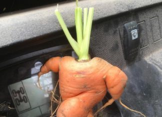 The Insta Account With Ugly Fruit And Vegetables Will Make Your Day