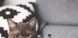 Gringo, The Mustache Cat Is The Most Adorable Thing On Instagram