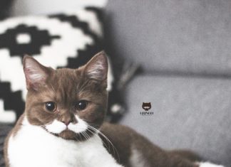 Gringo, The Mustache Cat Is The Most Adorable Thing On Instagram