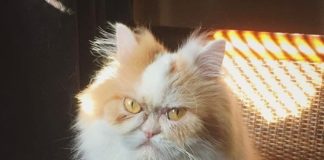 Angry Cat Louis Is The New Grumpy Cat Successor