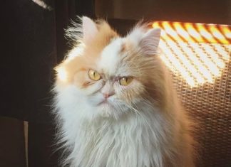 Angry Cat Louis Is The New Grumpy Cat Successor