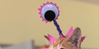 Longview Animal Care and Adoption Center