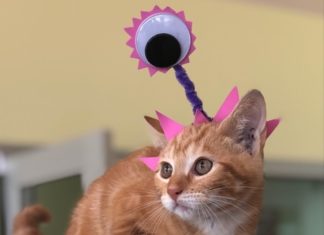 Longview Animal Care and Adoption Center