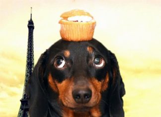 Harlso the Balancing Hound Will Melt Your Heart