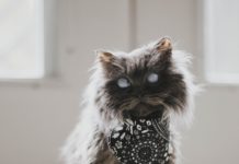 Merlin the Cat Will Inspire You to Adopt (Don’t Shop!)