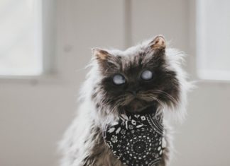 Merlin the Cat Will Inspire You to Adopt (Don’t Shop!)