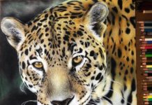 Artist Draws Hyperrealistic Portraits of Animals That Look Like Photographs