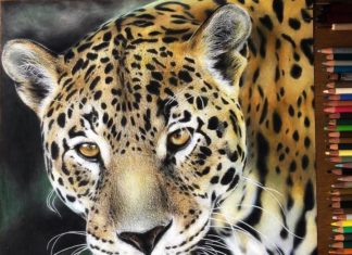 Artist Draws Hyperrealistic Portraits of Animals That Look Like Photographs