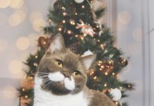 Cat Lovers Beware! This Mustache Tornado Will Steal Your Heart