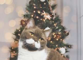 Cat Lovers Beware! This Mustache Tornado Will Steal Your Heart