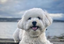 Einstein the Havanese Pup is Cute as a Button