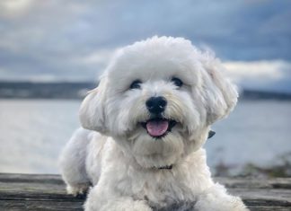 Einstein the Havanese Pup is Cute as a Button