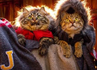 Bolt and Keel Are the Most Adventurous Traveling Cats