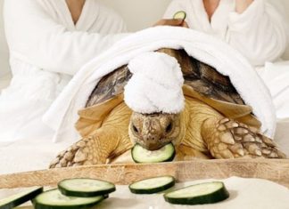 California Couple Dresses Up Their Turtle in Adorable Matching Outfits