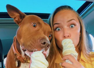 This Loveable Pooch Helps Break Stereotypes About Bull Terriers