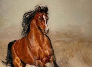 Check Out These Adorable Animal Portraits