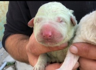 Check Out This Puppy That Was Born With Green Fur