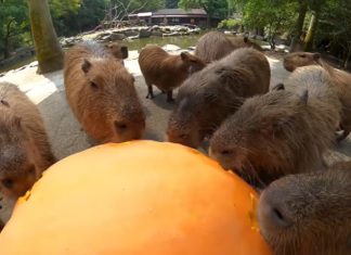 Don’t Miss This Video of Capybaras Munching on a Large Pumpkin