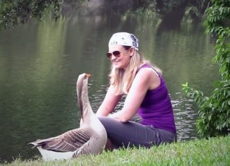 Check Out How This Goose Choose His Human Mom