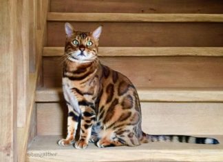 Thor the Bengal is Mesmerizing Instagram with His Beautiful Fur