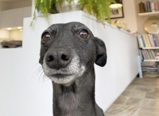 Dog Takes a Selfie a Day to Elevate People’s Lockdown Blues