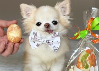 This Teeny Tiny Chihuahua Will Win You Over