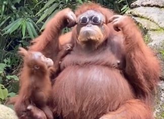Viral TikTok Video Shows Orangutan Trying on Sunglasses He Found