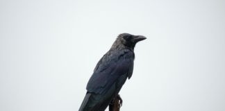 Crow