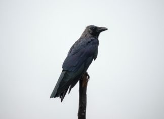 Crow