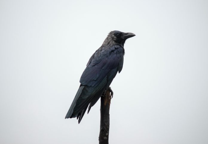 Crow