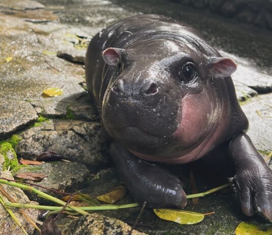 Adorable Baby Hippo Moo Deng Will Put a Smile on Your Face